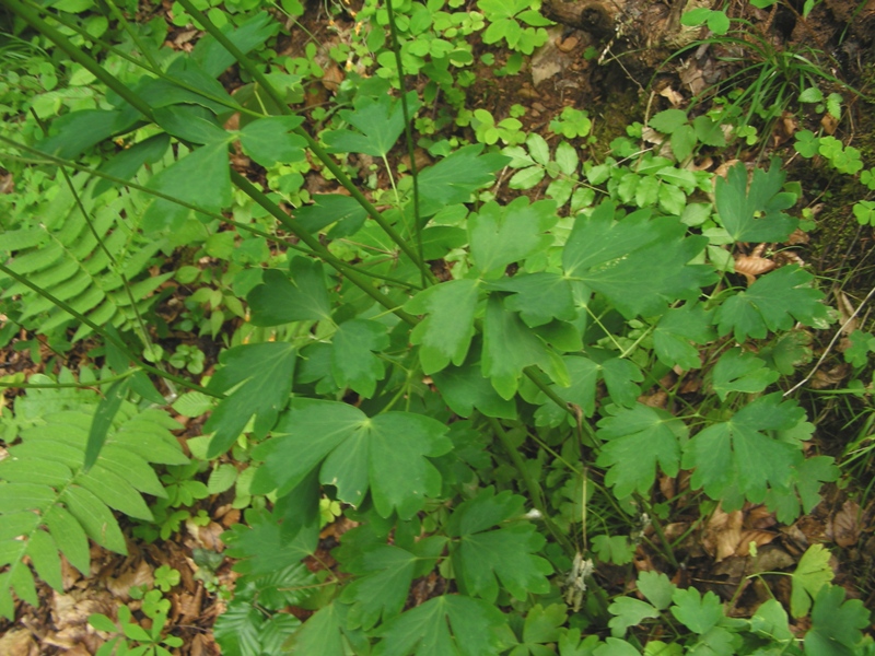 Aquilegia atrata