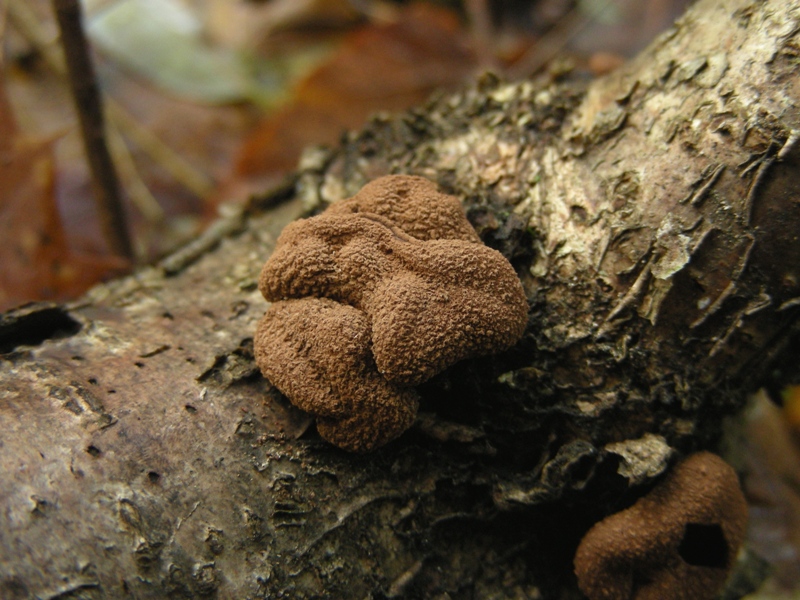 Encoelia furfuracea