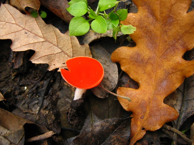 Escursione in querceto, finalmente i funghi!!!