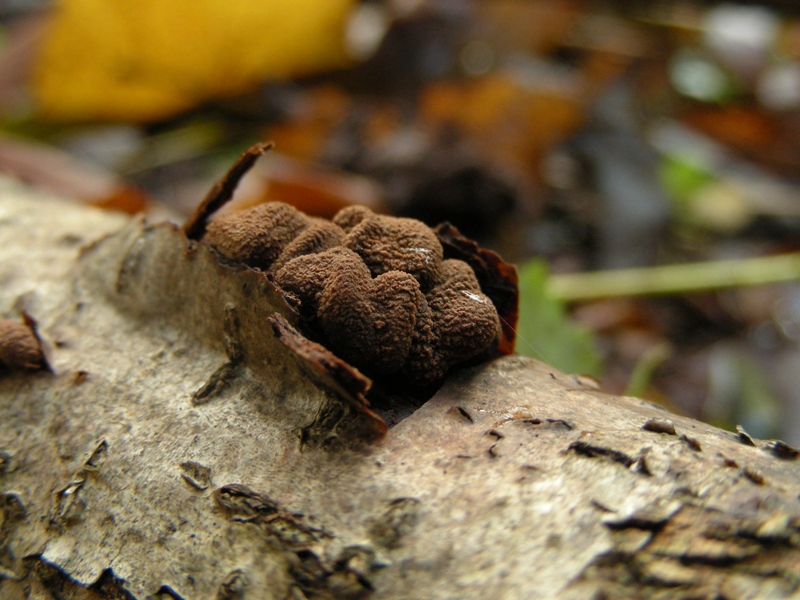 Encoelia furfuracea