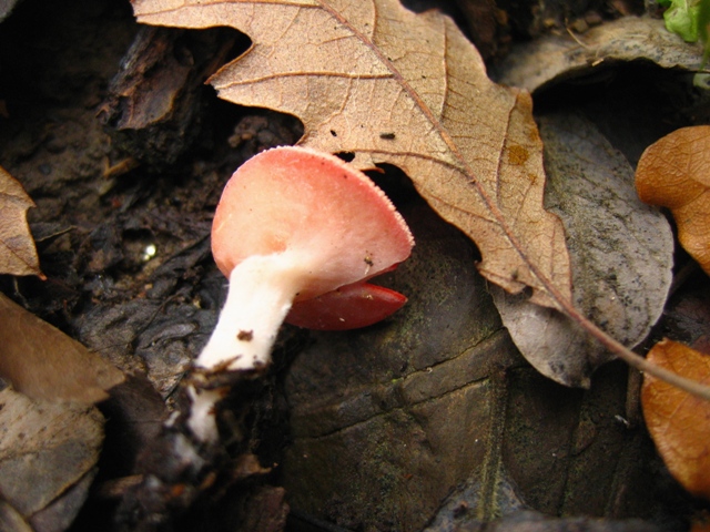 Escursione in querceto, finalmente i funghi!!!