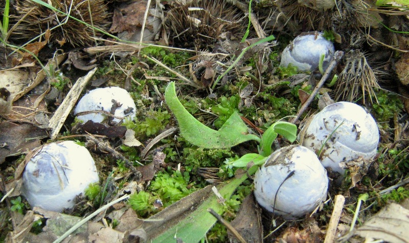 Il bosco inizia il risveglio: il castagneto