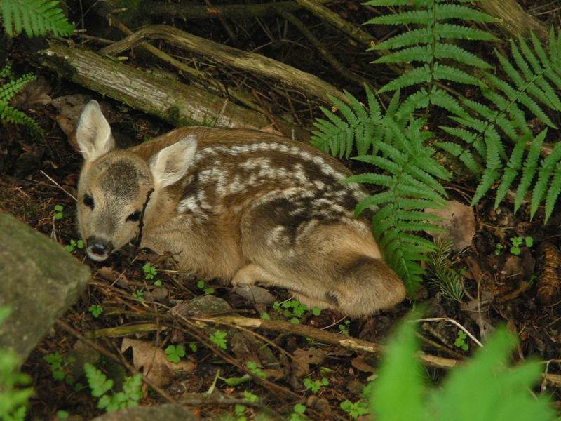 cucciolo di capriolo