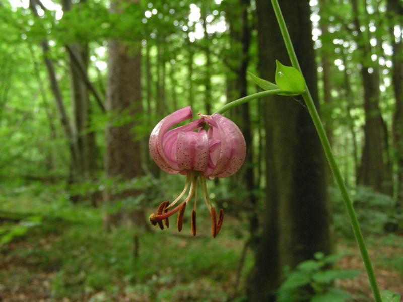 Lilium martagon