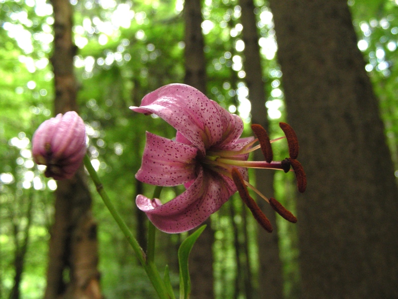 Lilium martagon