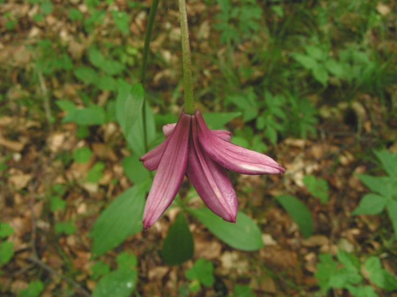 Lilium martagon