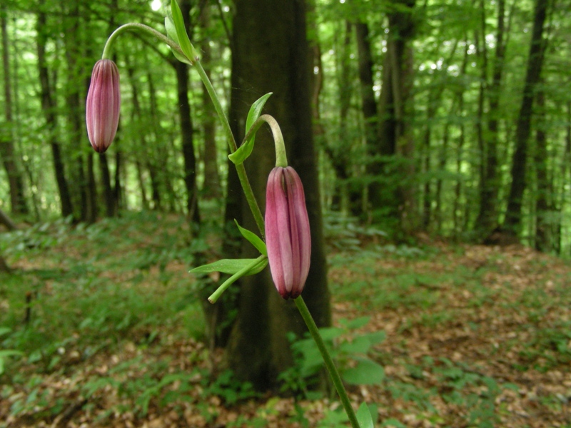 Lilium martagon