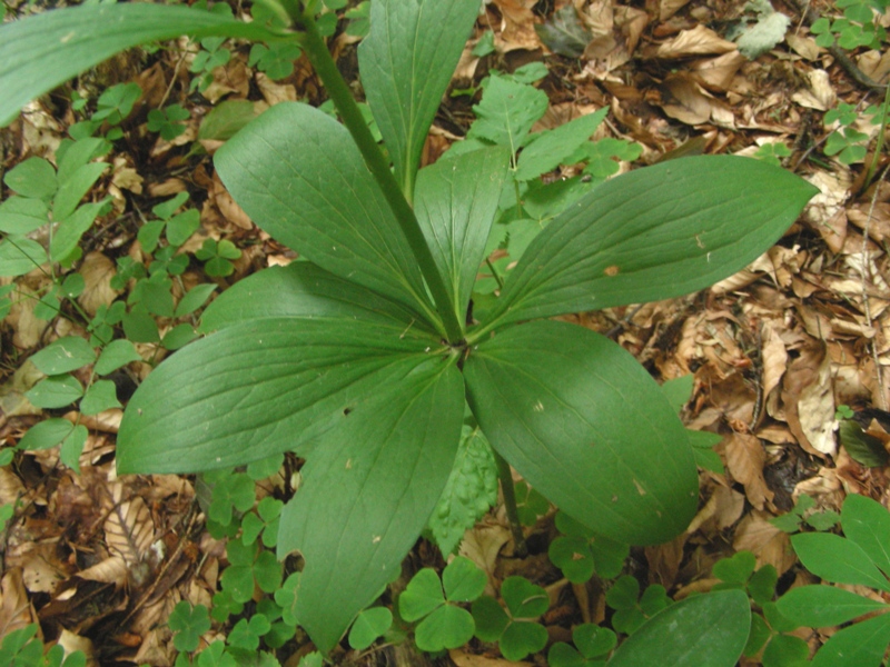 Lilium martagon