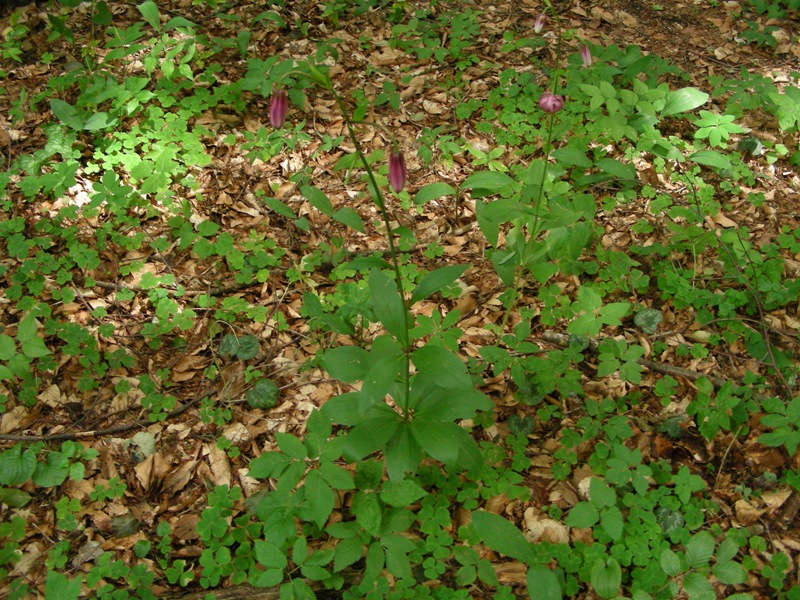 Lilium martagon