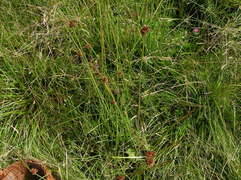 Juncus conglomeratus / Giunco contratto