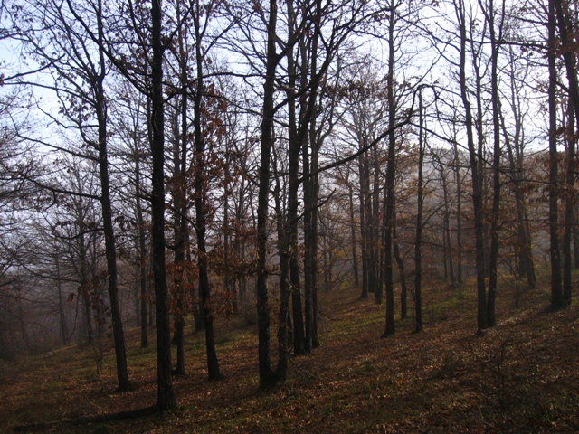 Escursione in querceto, finalmente i funghi!!!