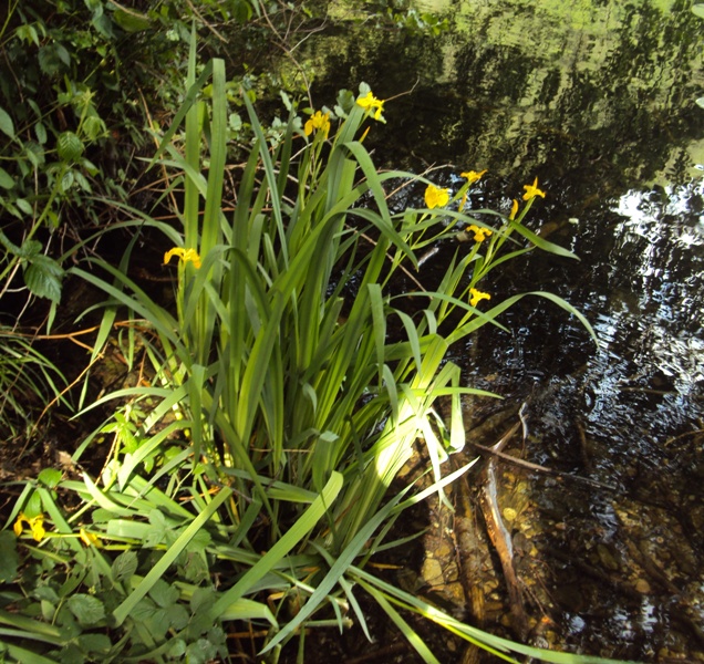 dal Trentino 7: Iris pseudacorus