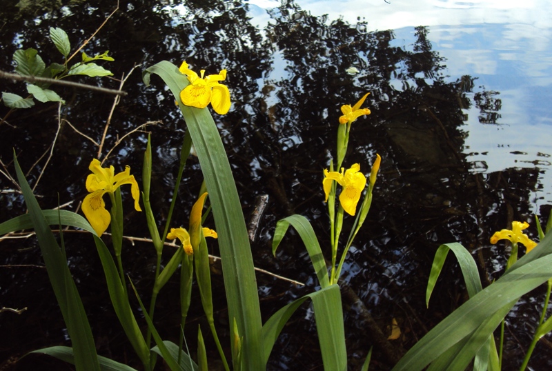 dal Trentino 7: Iris pseudacorus