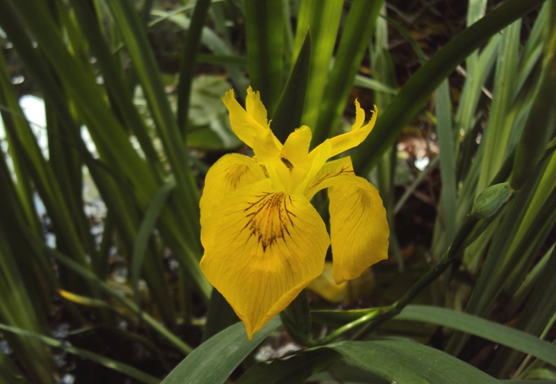 dal Trentino 7: Iris pseudacorus