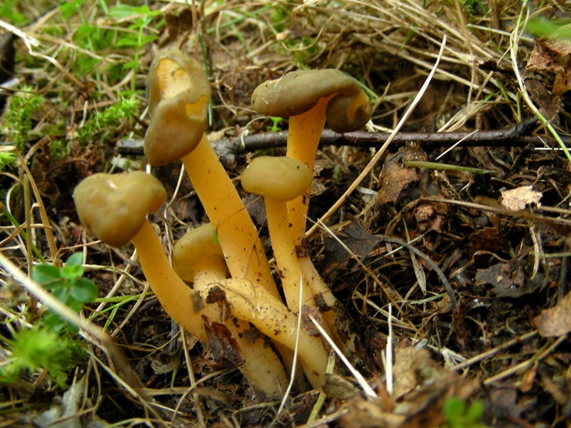 Leotia lubrica