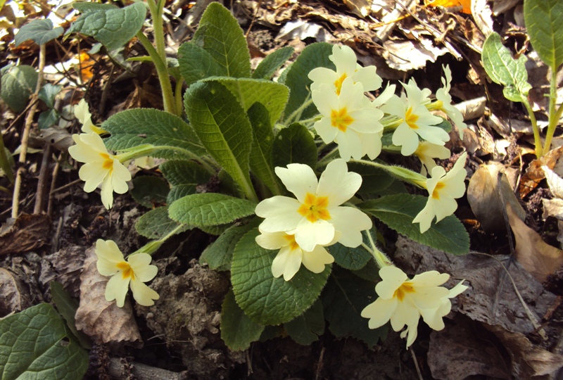 Primula vulgaris Huds. subsp. vulgaris