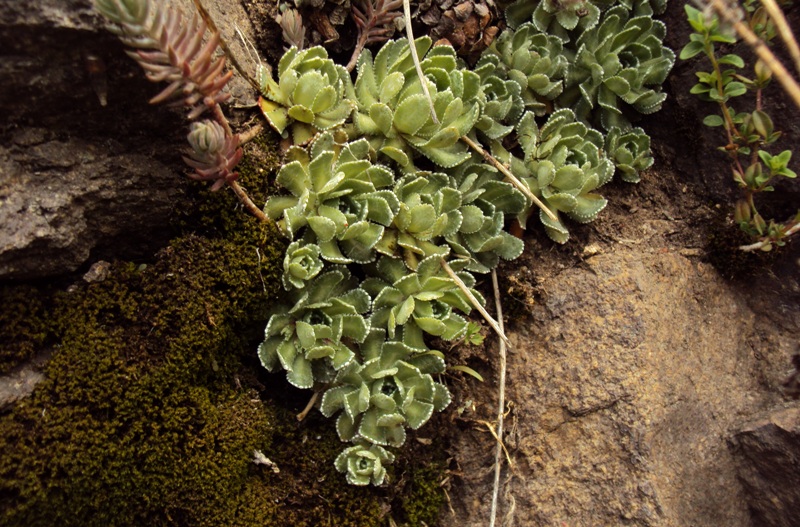 Dal Trentino - Saxifraga paniculata