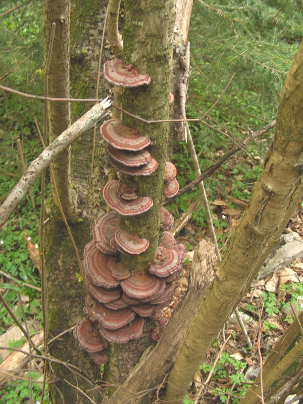 Escursione trentina con amara sorpresa