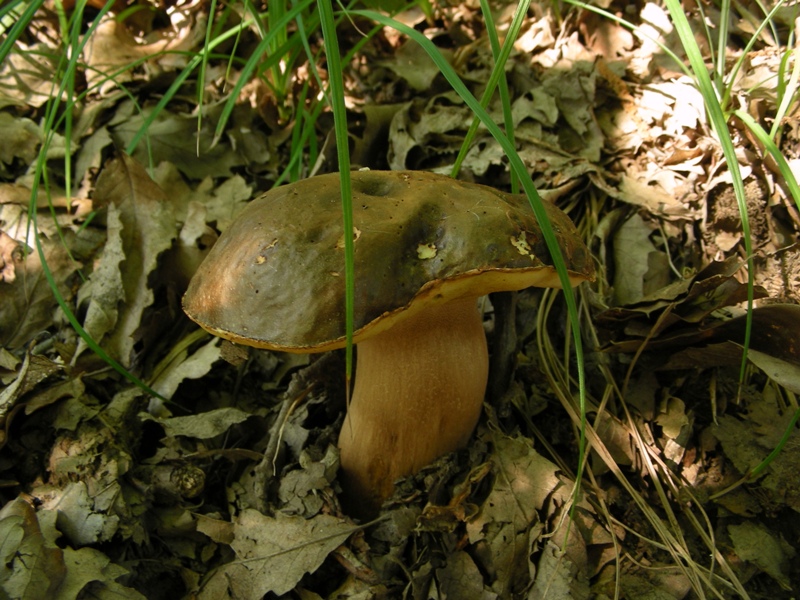 Escursione in castagneto/querceto - Canistro(AQ)