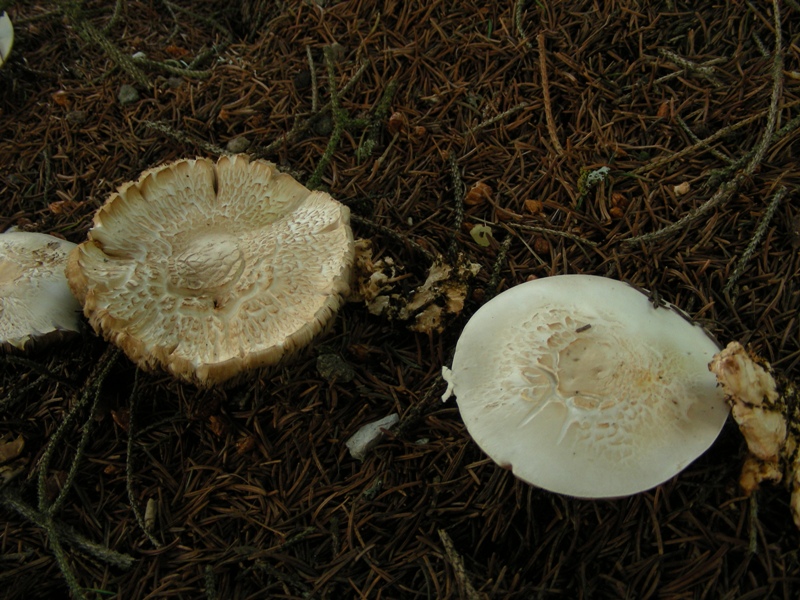 Agaricus dubbio