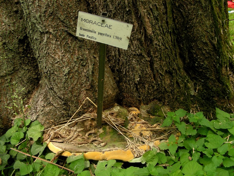 Super Polyporus!!!!!!!