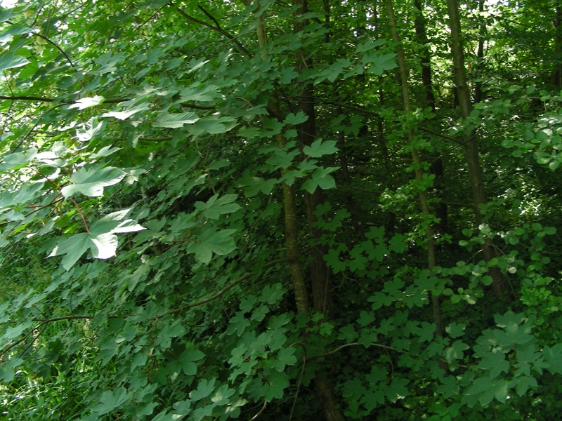 Acer pseudoplatanus / acero di monte