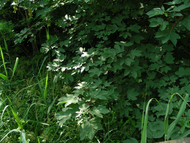 Acer pseudoplatanus / acero di monte