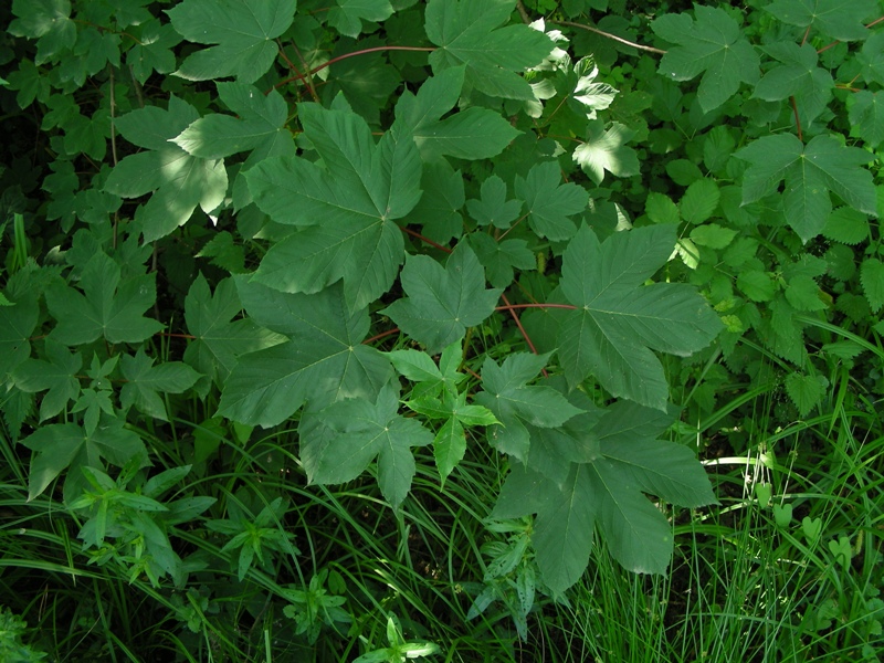 Acer pseudoplatanus / acero di monte