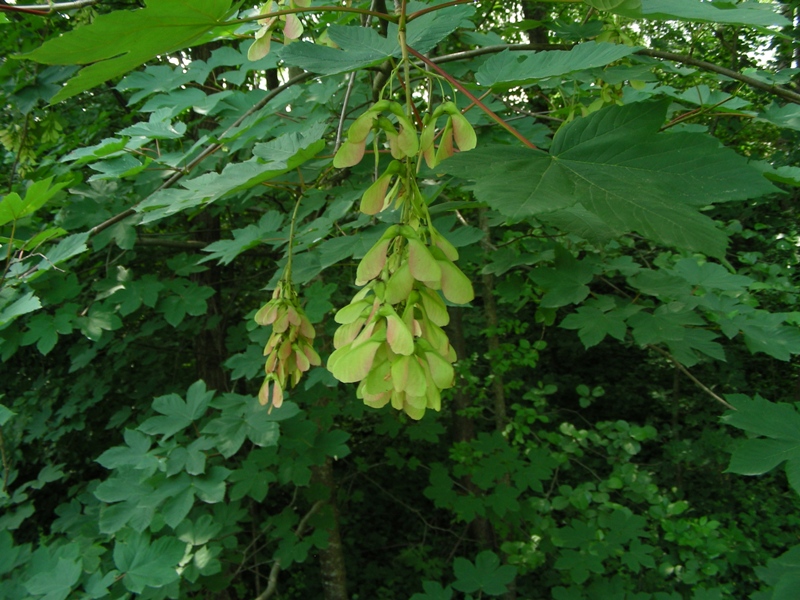 Acer pseudoplatanus / acero di monte