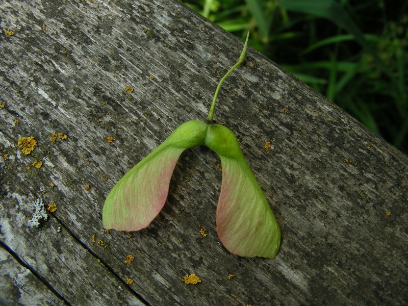 Acer pseudoplatanus / acero di monte