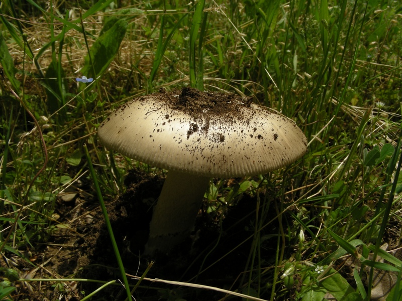 Altra Amanita