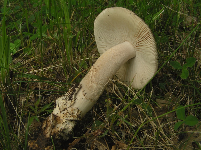 Altra Amanita