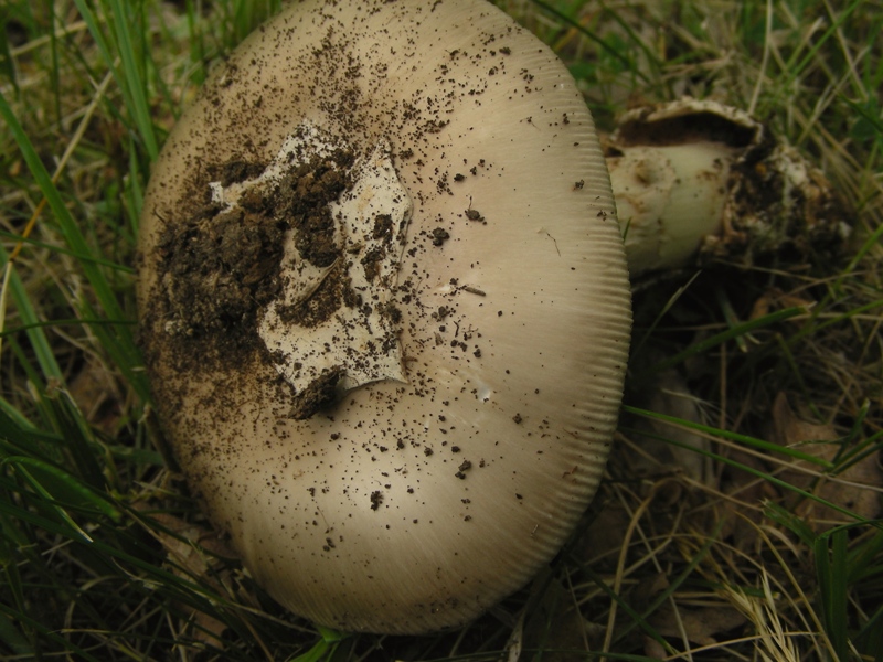 Altra Amanita