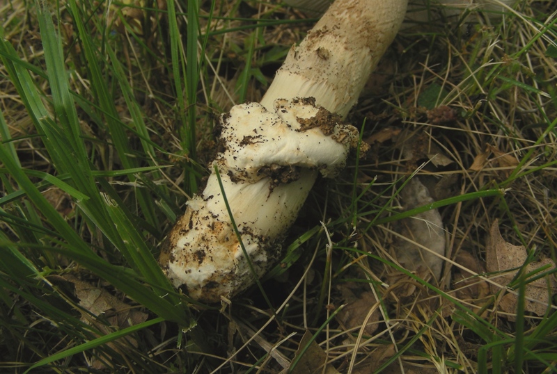 Altra Amanita