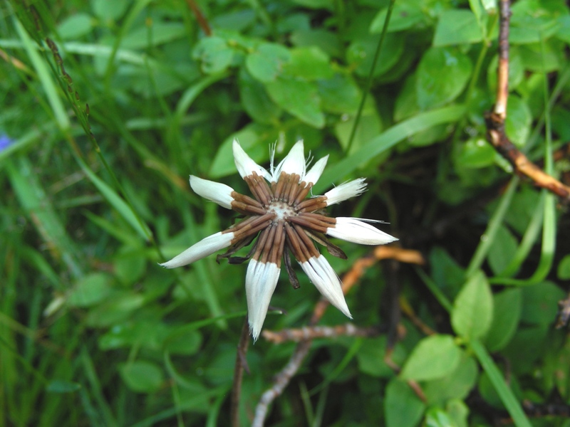 finto fiore bellissimo