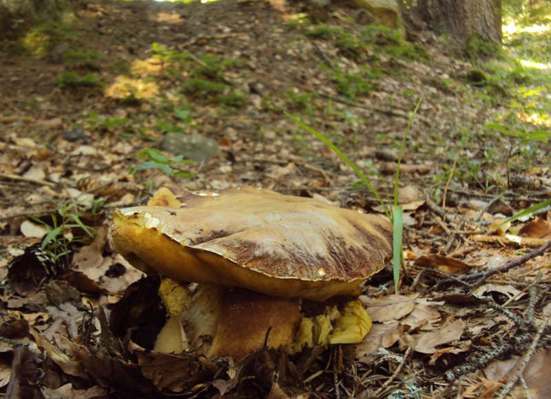 Un paracarro nel bosco......