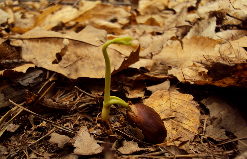 Castanea sativa. Come nasce un castagno