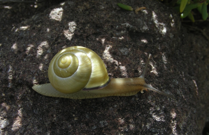 chiocciola trentina