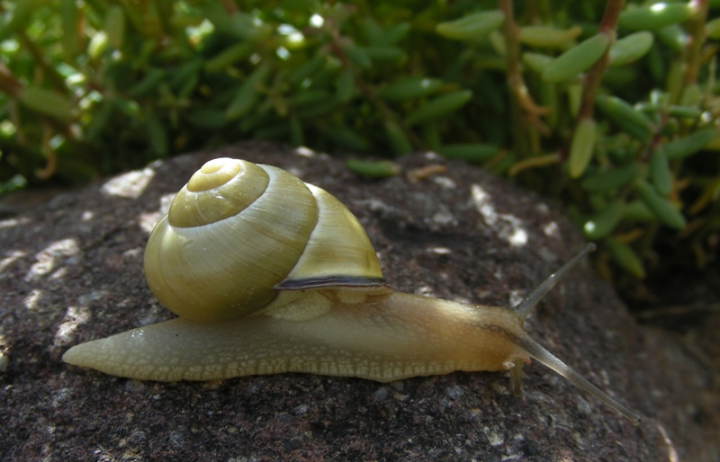 chiocciola trentina