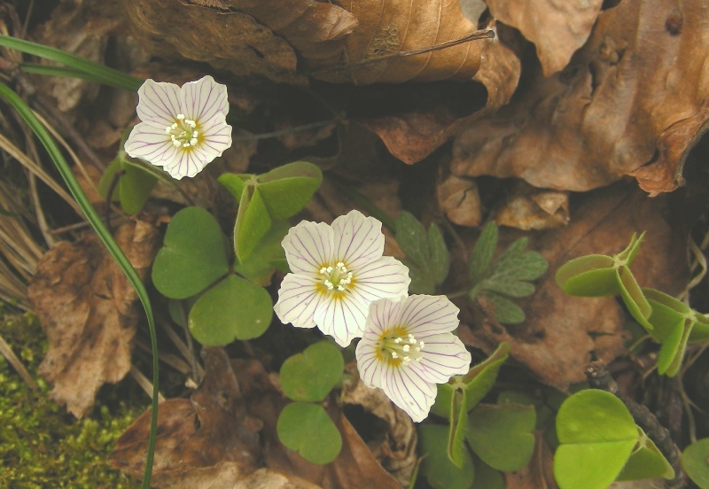 Oxalis acetosella