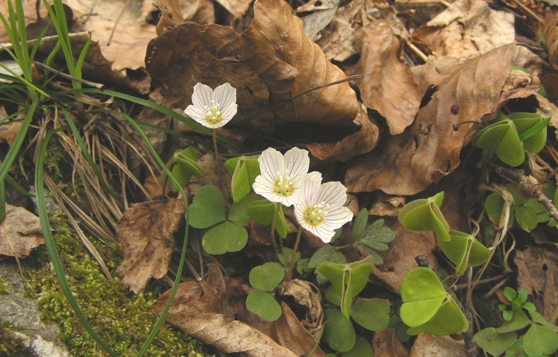 Oxalis acetosella