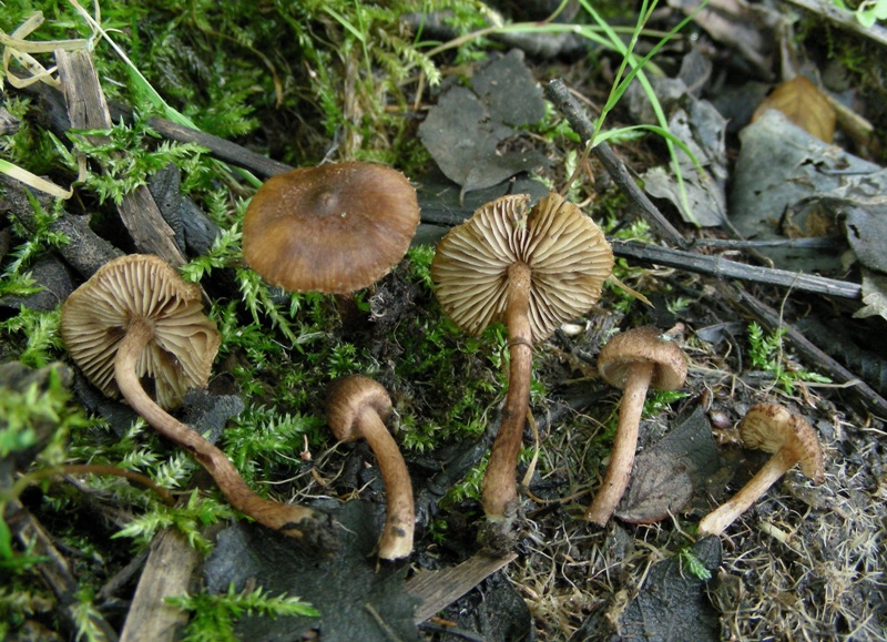 mistero (cfr. Inocybe alnea?)