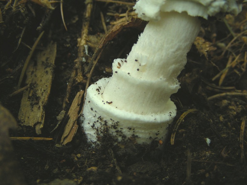 Amanita trentina: Amanita pantherina?