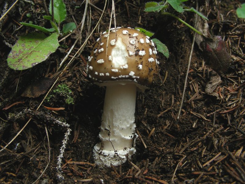 Amanita trentina: Amanita pantherina?