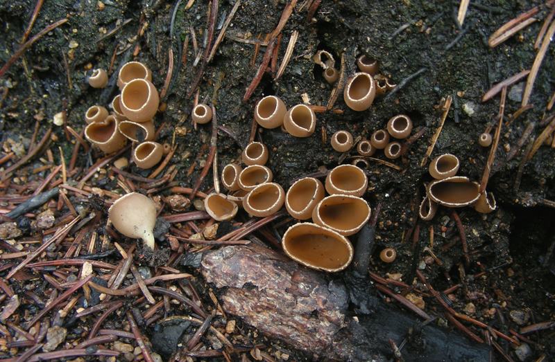 Geopyxys carbonaria?fotog. il 16.03.2010.