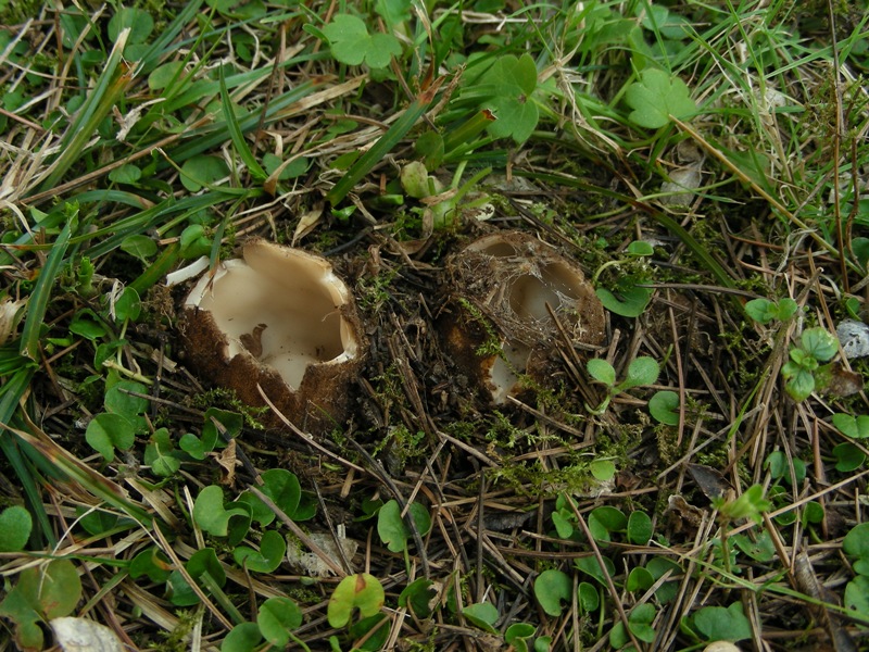 Geopora sumneriana con inghippo