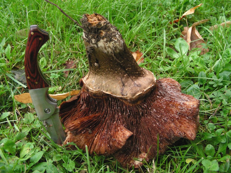 Strana Armillaria