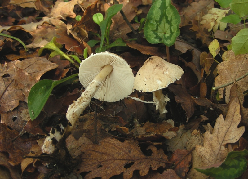 ulteriore Lepiota