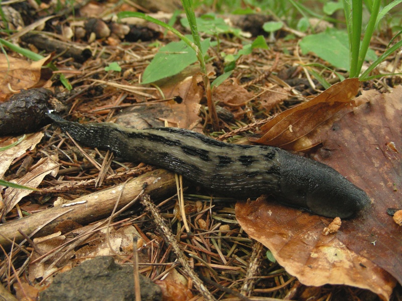 Limax graciadeii da Montagnaga (TN)