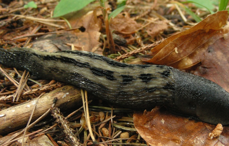 Limax graciadeii da Montagnaga (TN)